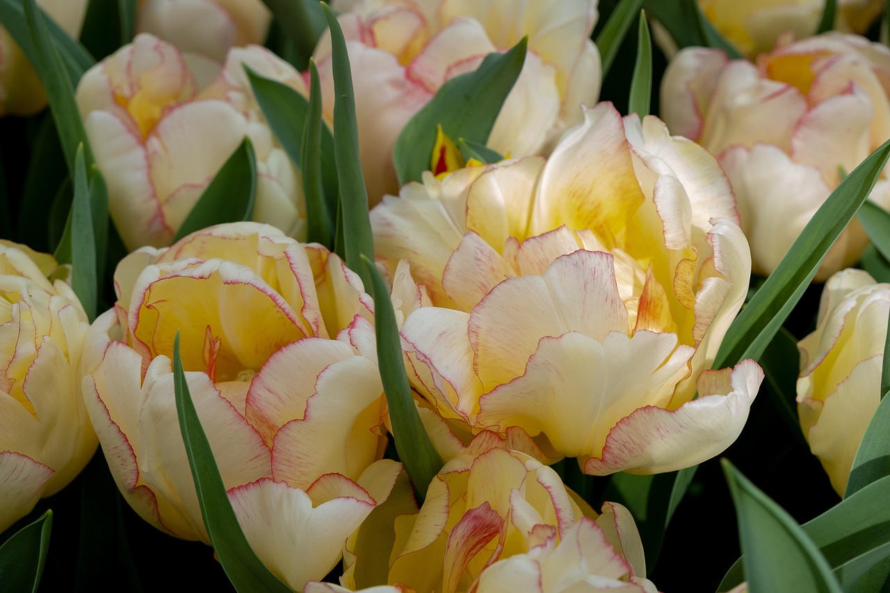 Tulips Yellow Flowers - Free photo on Pixabay - Pixabay