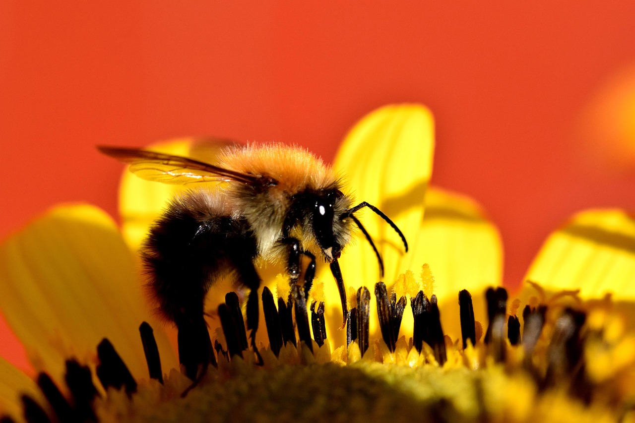 Bumblebee Blossom Bloom Close - Free photo on Pixabay - Pixabay