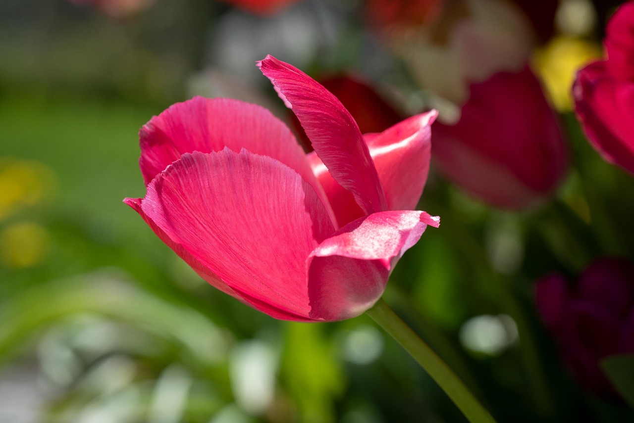 Tulip Pink Flower - Free photo on Pixabay - Pixabay