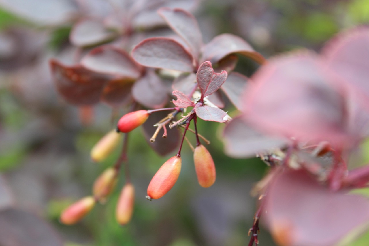 Poisonous Plant Fruit - Free photo on Pixabay - Pixabay