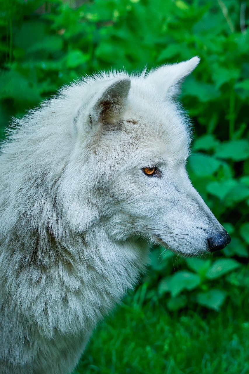 Wolf Nature Predator - Free photo on Pixabay - Pixabay