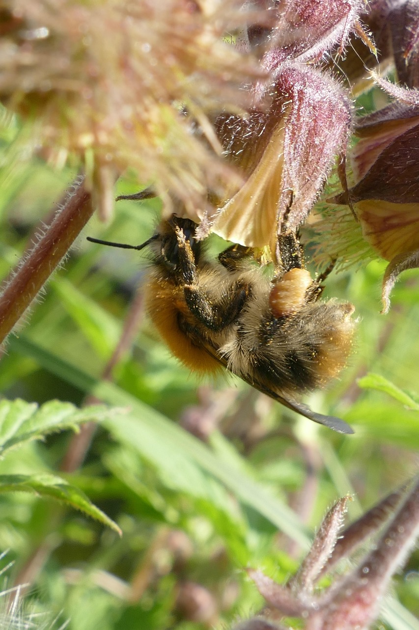 Bumblebee Close Up Nature - Free photo on Pixabay - Pixabay