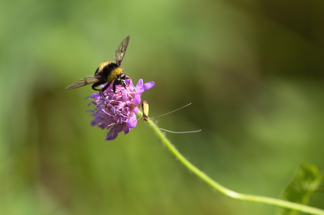 Bumblebee Bee Insect - Free photo on Pixabay - Pixabay