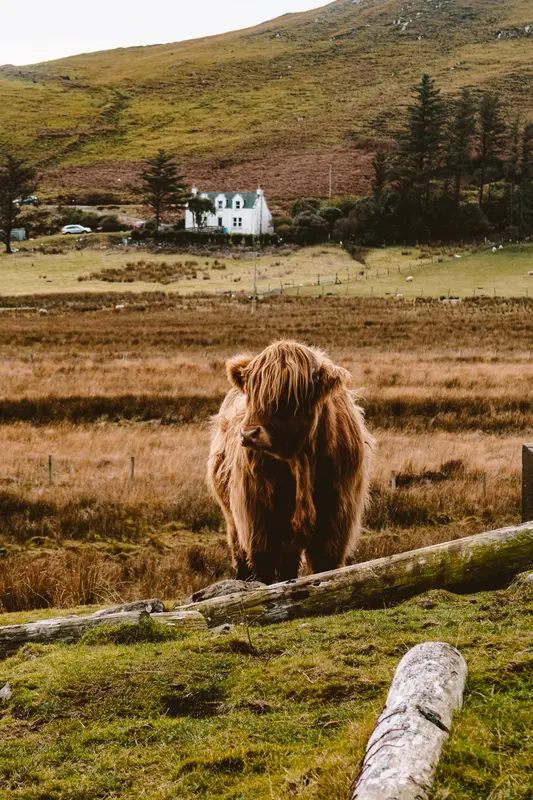 highland cow in scotland