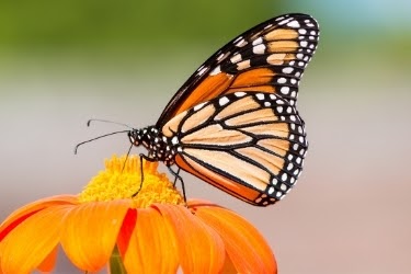 Monarch Butterfly on top of a flower