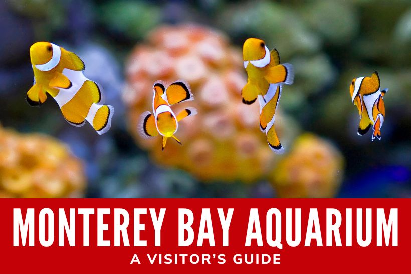 Monterey Bay Aquarium: A Visitor’s Guide