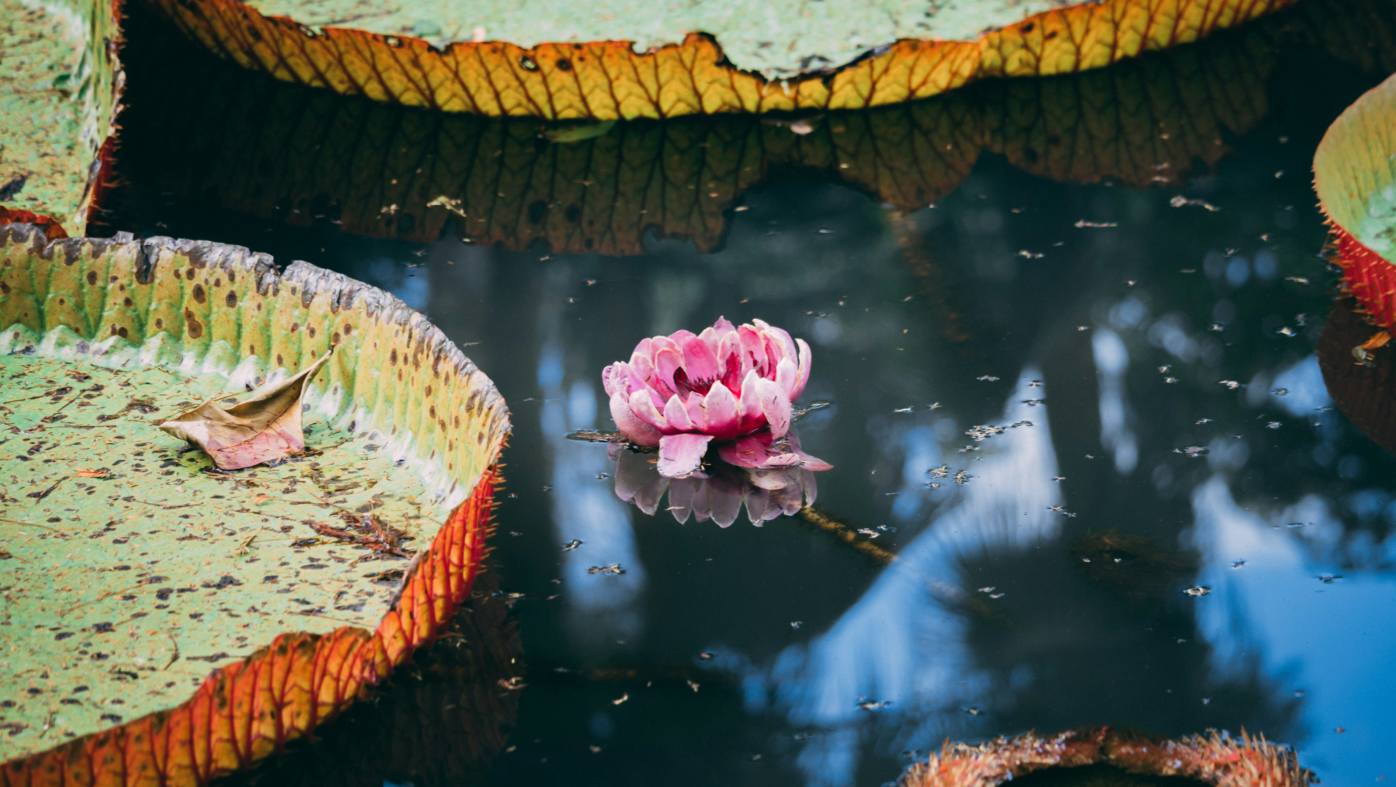 lily pads at a botanic garden