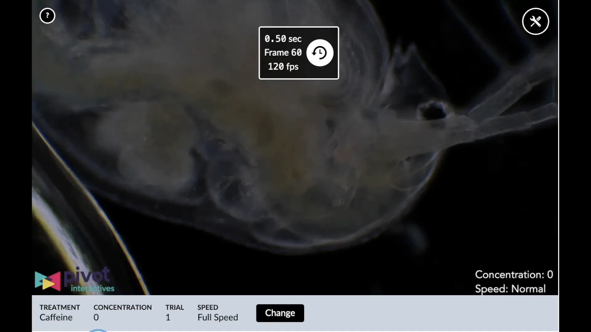 Impact of chemicals and temperature on daphnia under a microscope