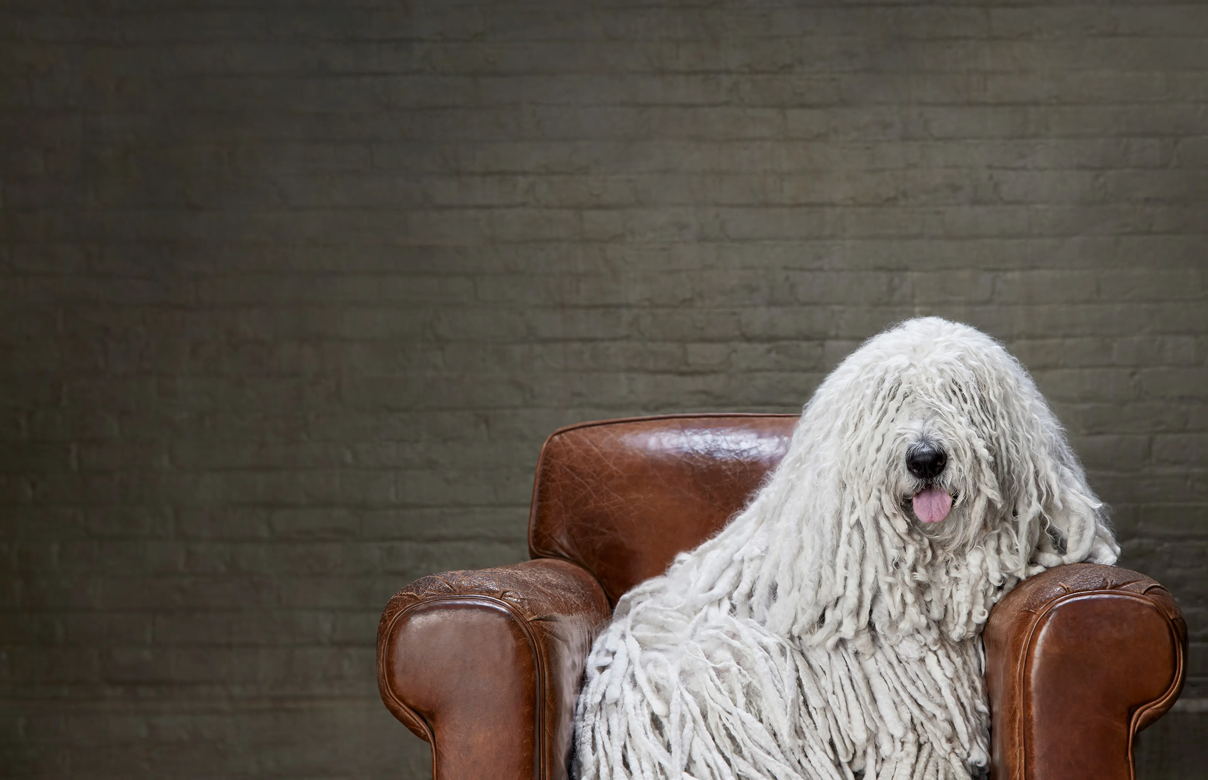 A fluffy Komondor dog sitting in an old leather chair.