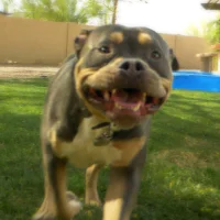 dog running to camera in the grass with kiddie pool in background