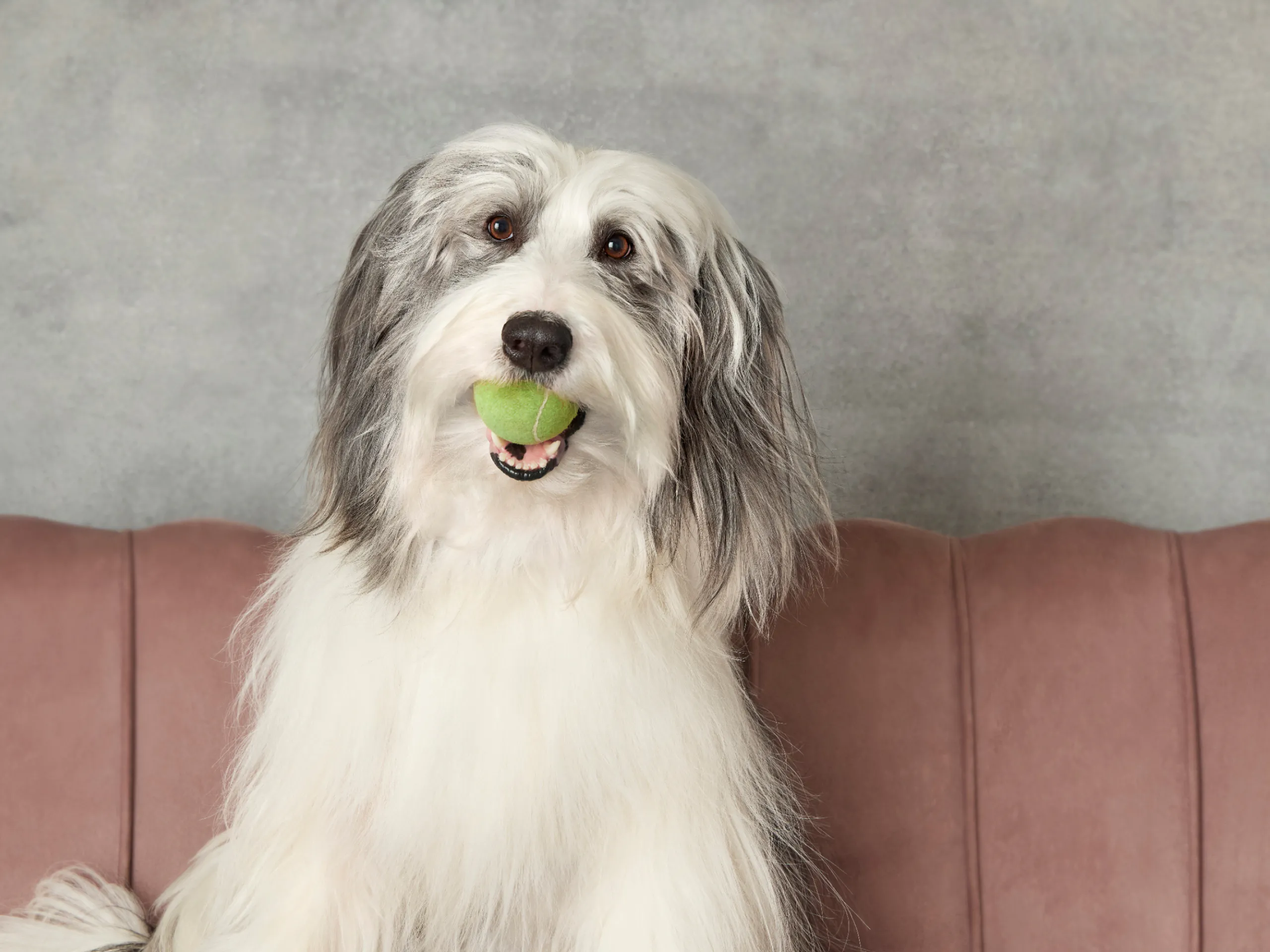 A large fluffy dog sitting on a couch with a tennis ball in his mouth.