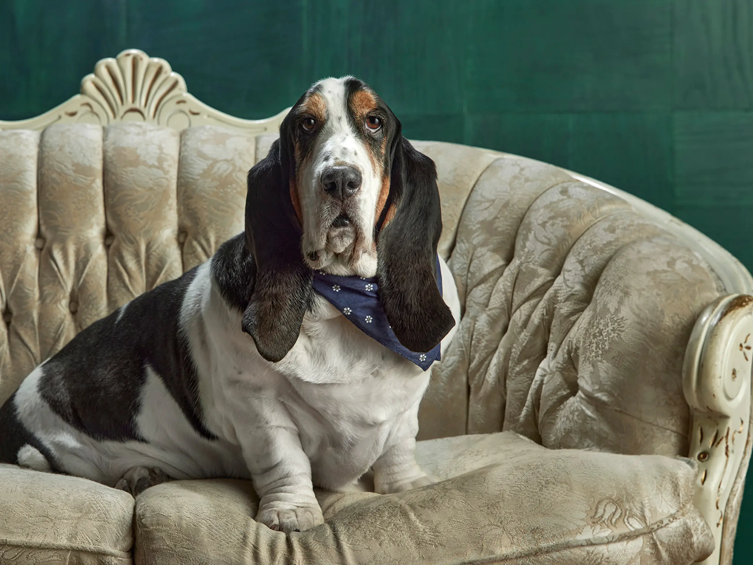 A basset hound sitting on a comfortable looking couch.