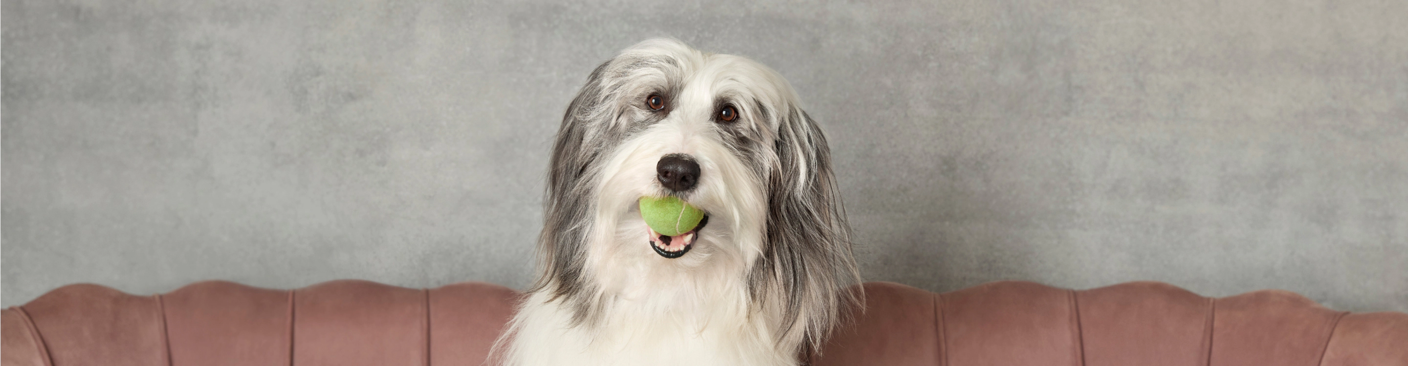 A large fluffy dog sitting on a couch with a tennis ball in his mouth.