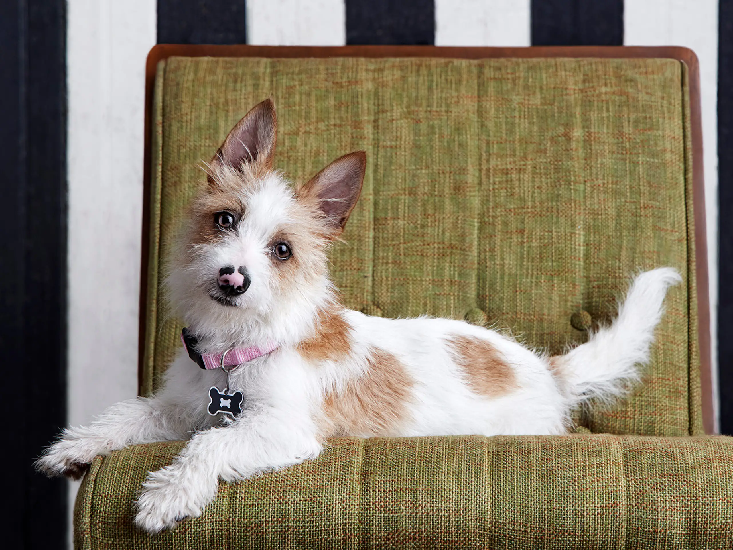 A Jack Russell Terrior sitting in on a chair.