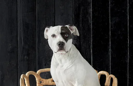 A white pit bull sitting in a chair.