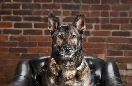 A German Shepherd sitting in a leather chair.