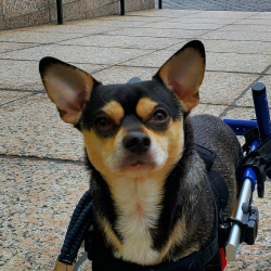 Reuben the Chihuahua