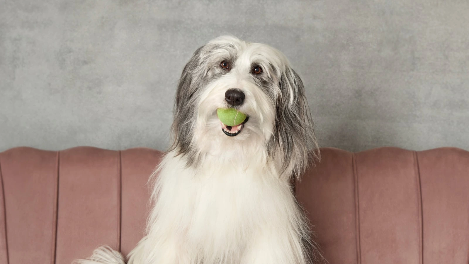 A fluffy dog sitting on a couch with a tennis ball in their mouth.