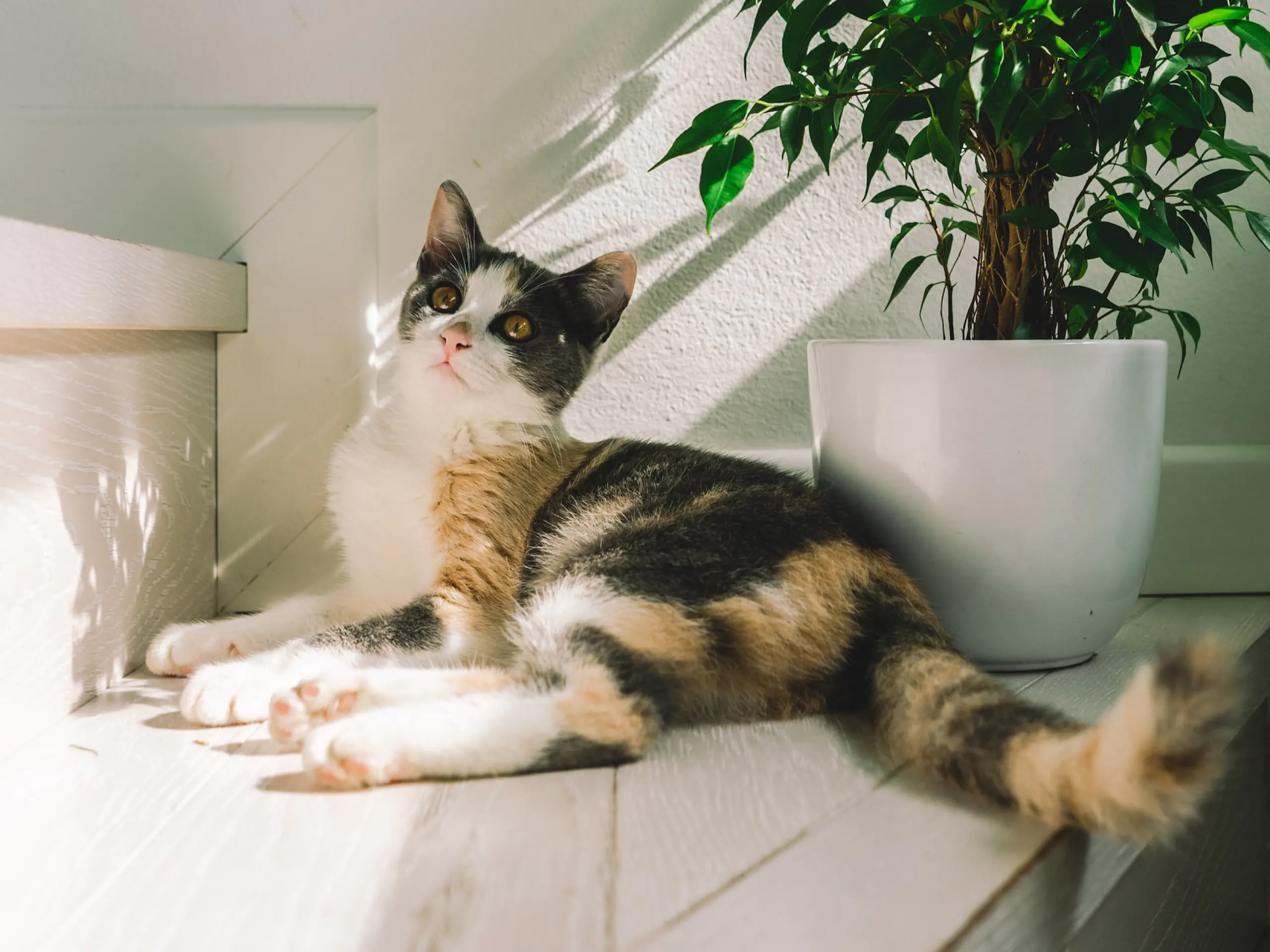 A photo of a black cat sitting near a potted plant