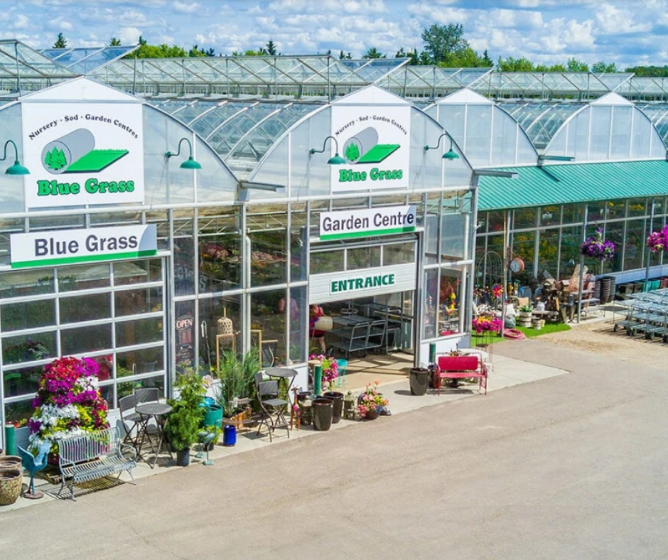 Photo of the Blue Grass Sod just outside of Red Deer. 