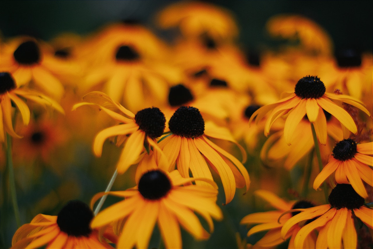 Orange-yellow flowers with large black eyes in the middle