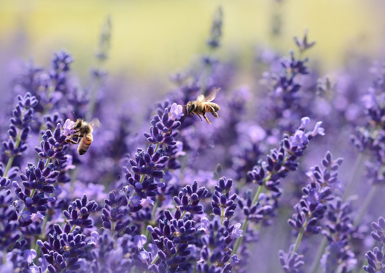 Bees buzzing around purple lavender flowers