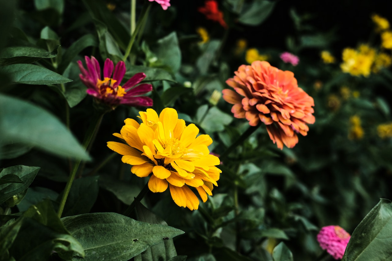 large pink and orange flowers against a background of dark green foliage