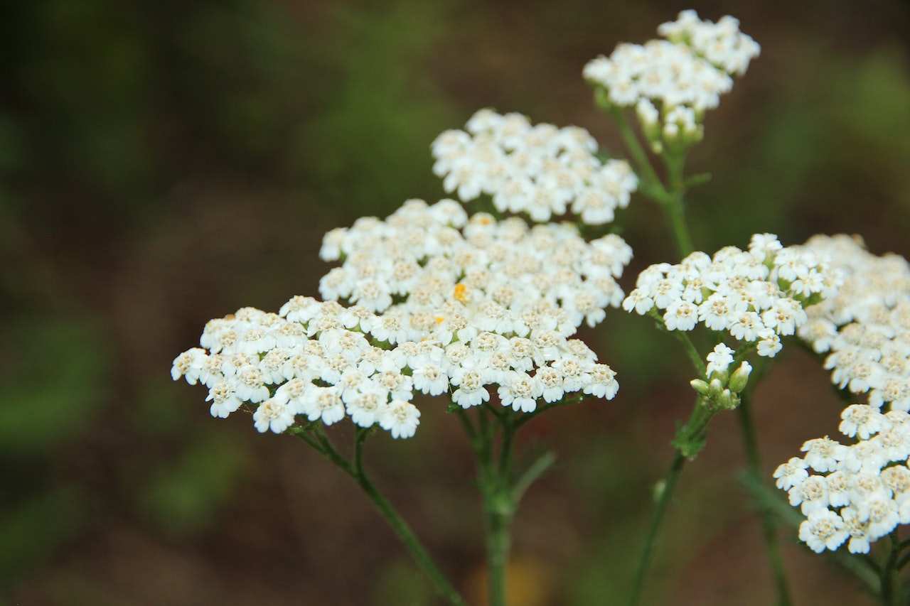 A close-up of tiny white flower clusters