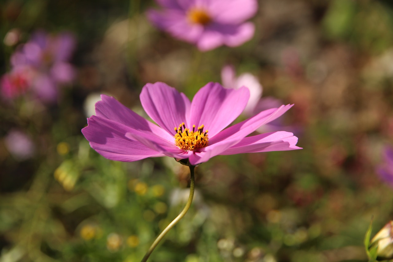 Close-up of a single pink flower on a blurred garden background