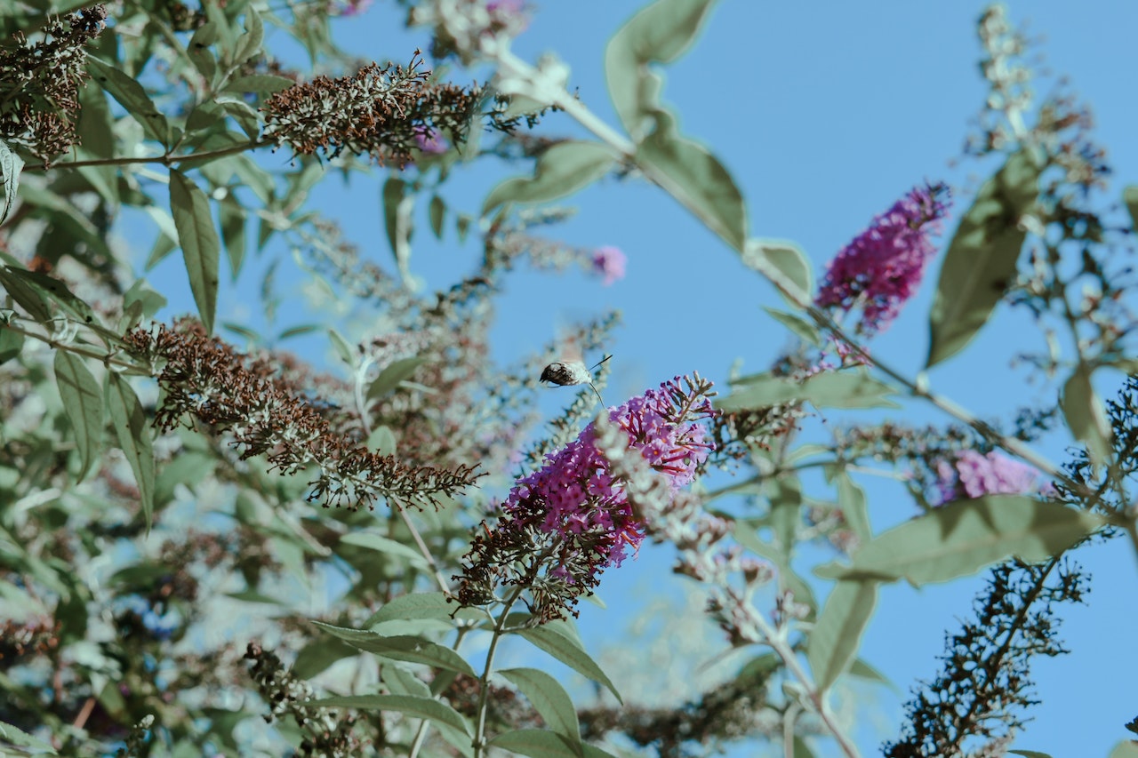 Clusters of buddleia blooms, pictured from below, with blue sky behind