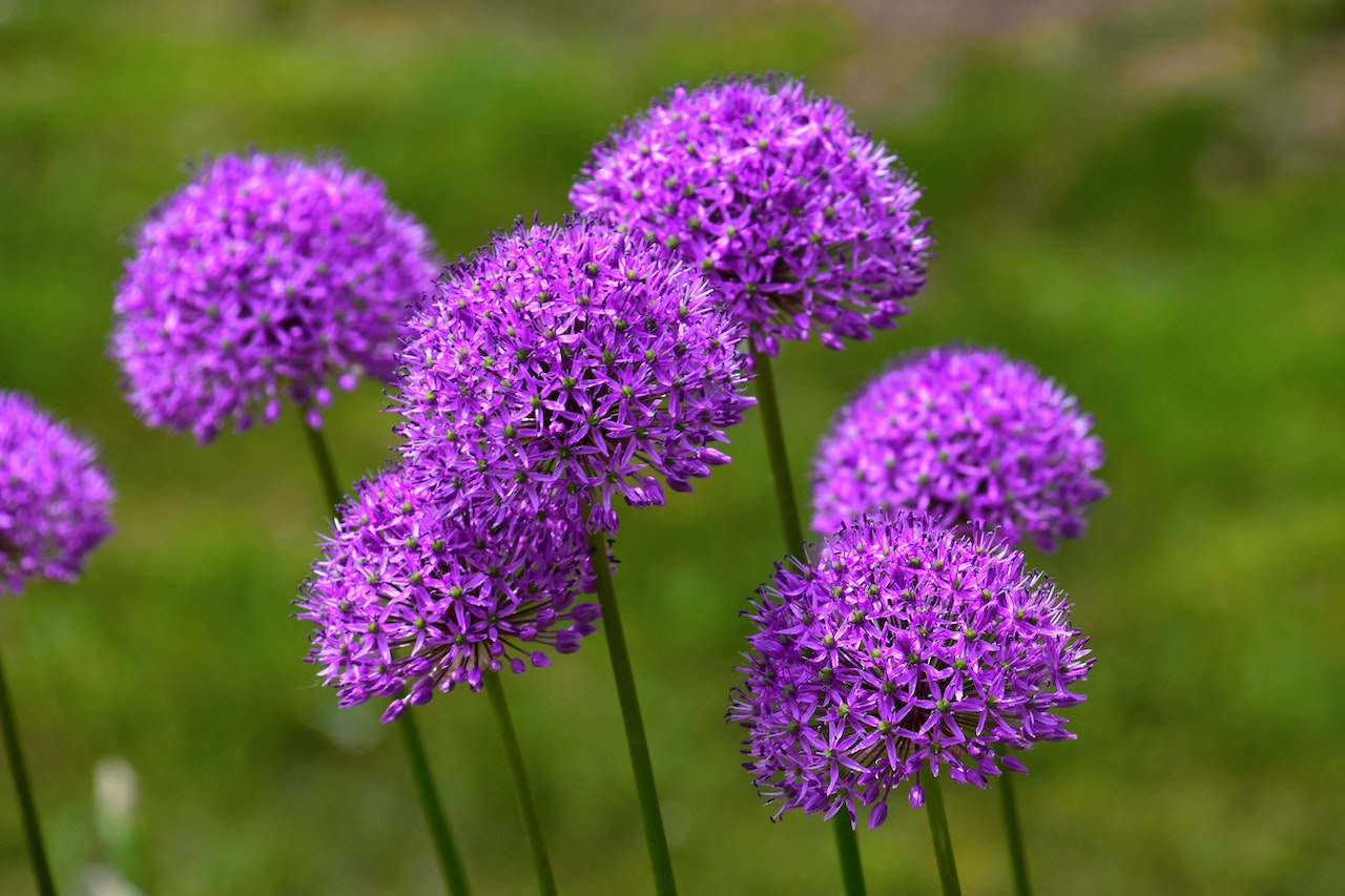 Spherical clusters of tiny, bright purple flowers