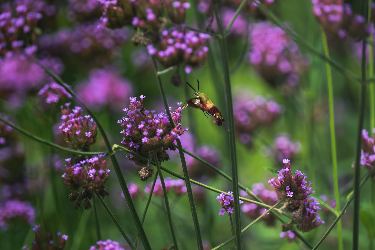 Sturdy green stems with little clusters of purple flowers