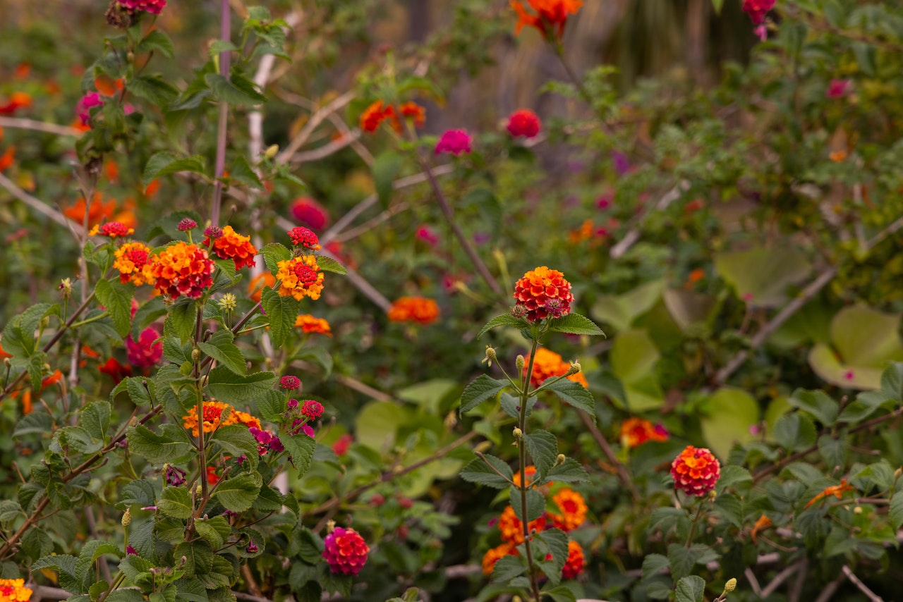 Flower clusters in a rainbow of red to pink, with a garden scene in the background