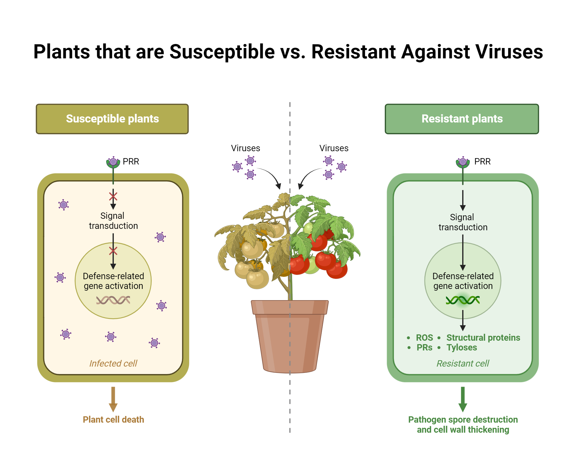 Plants that are Susceptible vs. Resistant Against Viruses | BioRender ...