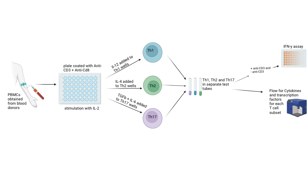 Quantifying different T cell cytokines and TF | BioRender Science Templates