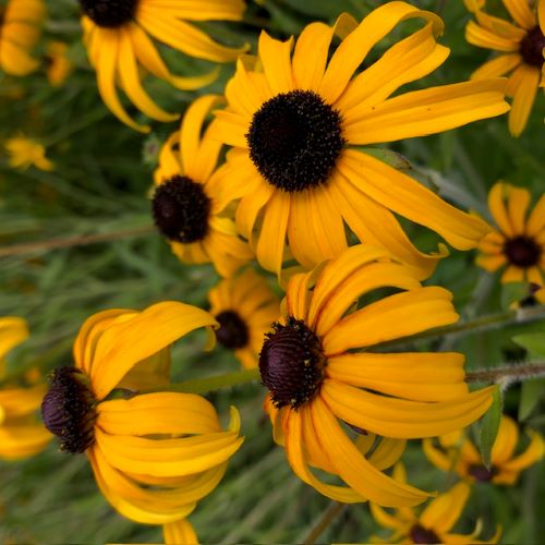 Rudbeckia