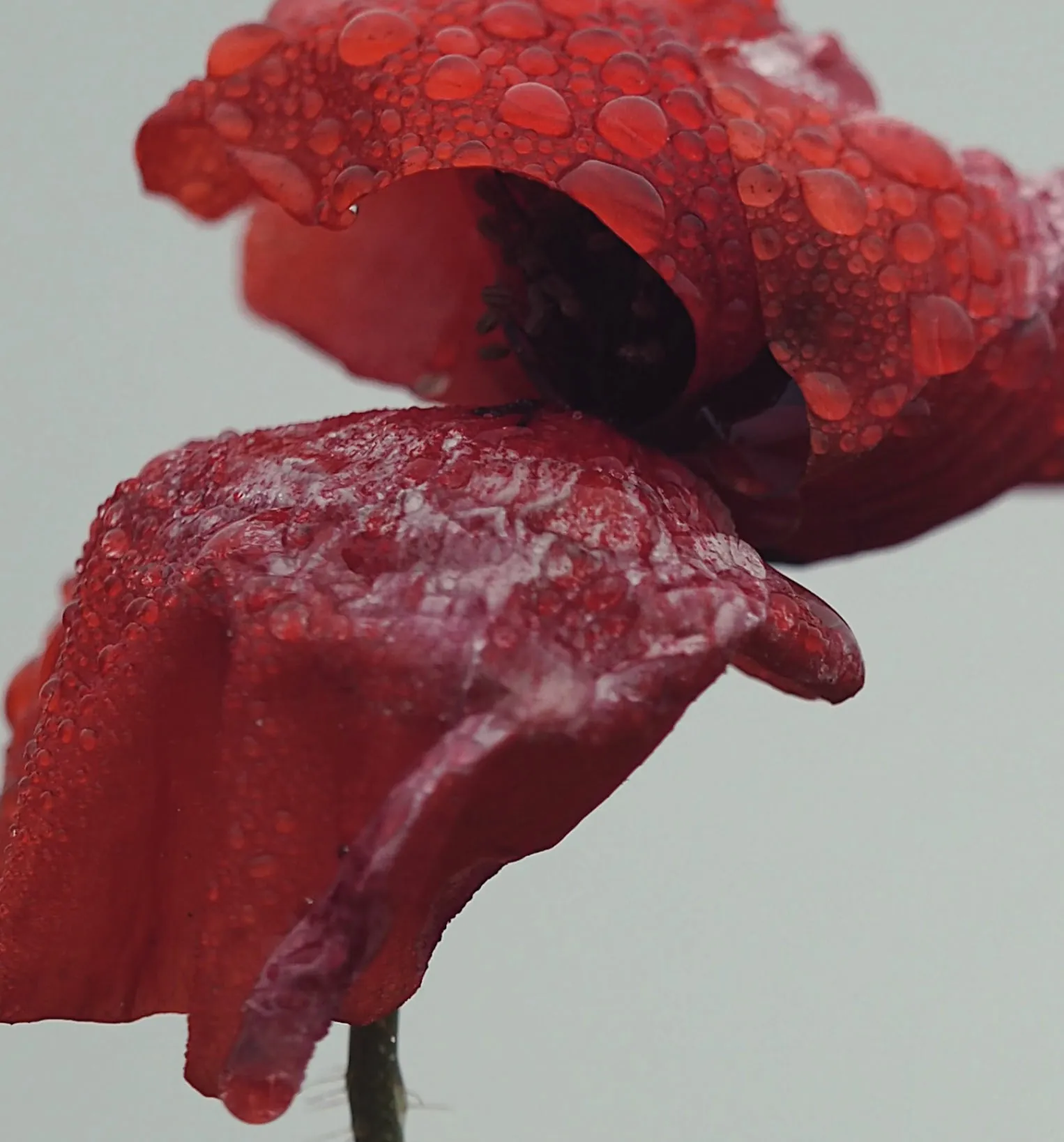 Close up of two red flower petals on a stem with water droplets original photo before VSCO edits