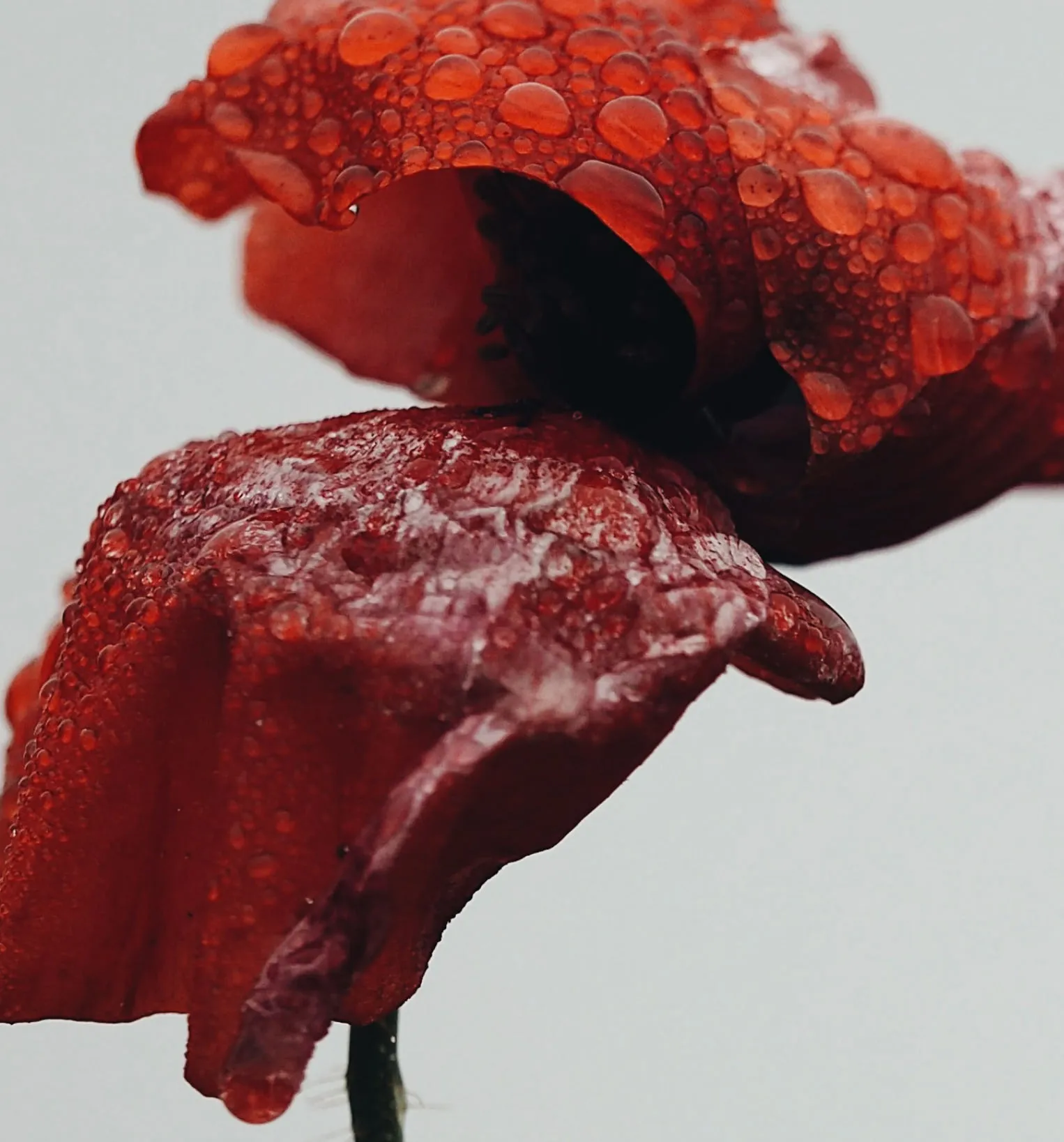 Close up of two red flower petals on a stem with water droplets edited with VSCO Preset A6