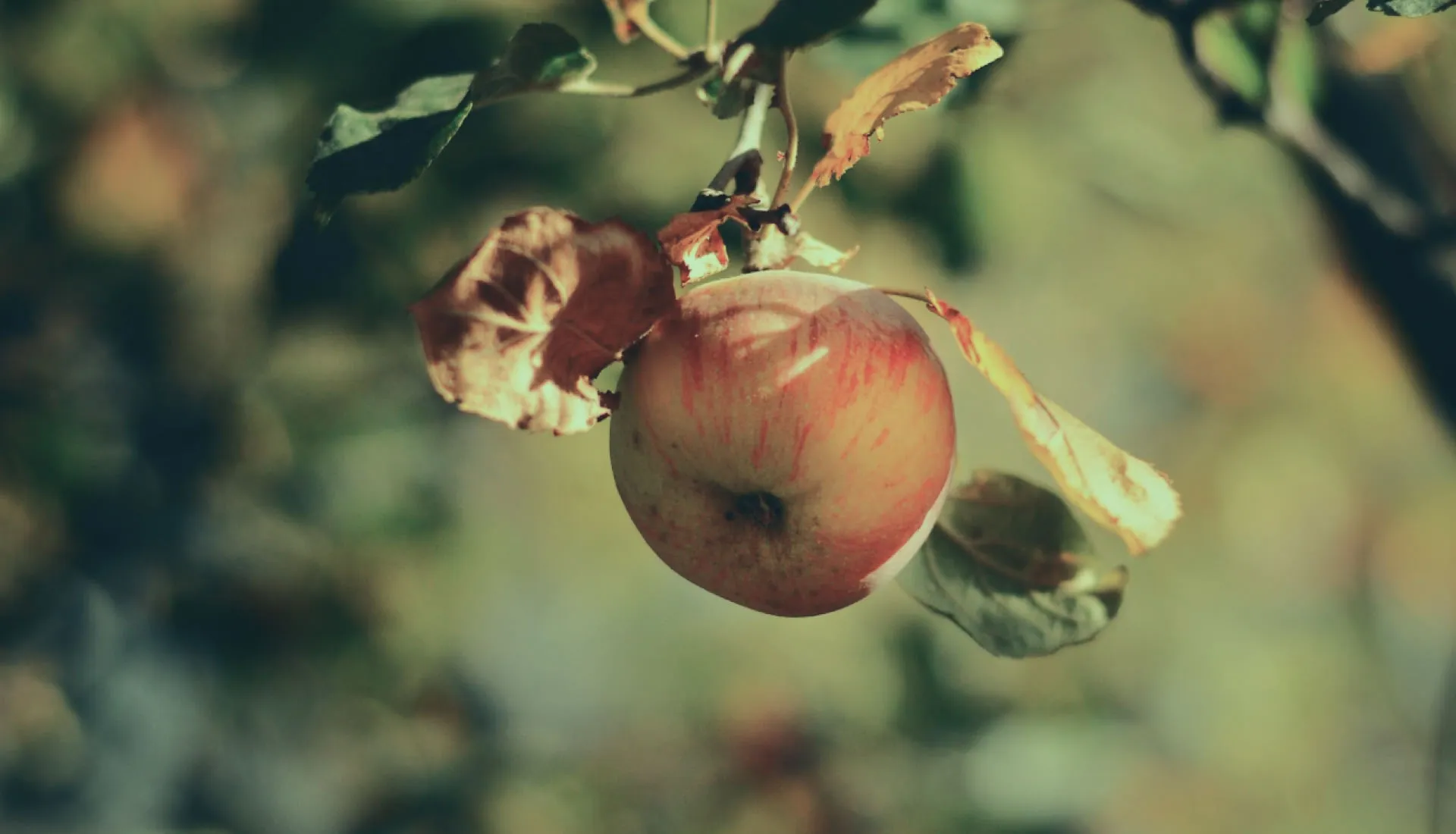 Peach growing on tree with green and dry leaves and a blurred background - original image before VSCO edits