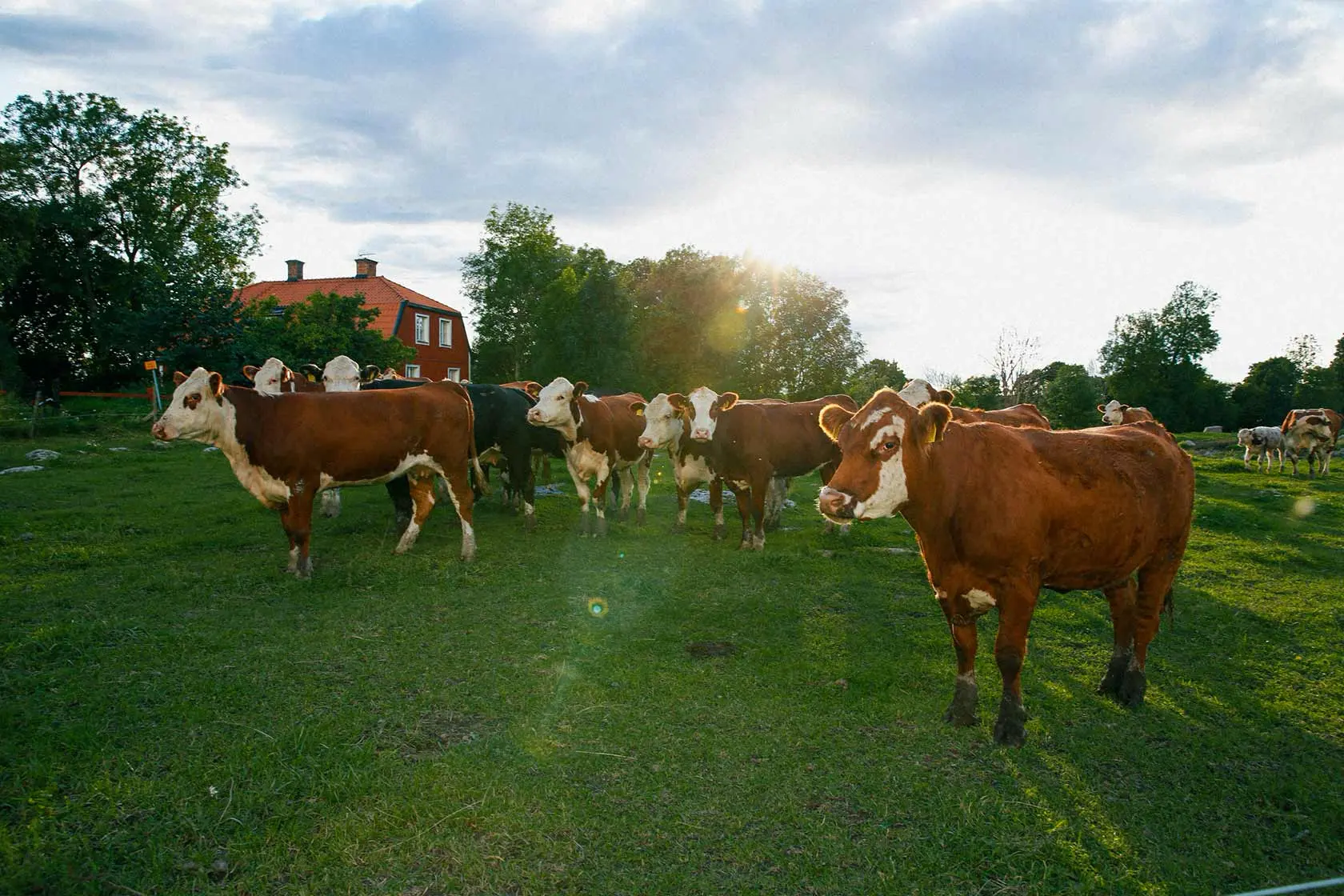 A green field with a group of cows basking in the sun.
