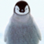 angrypenguin