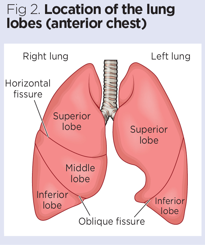 Lobes Make Up Our Lungs R/Retconned, 53% OFF