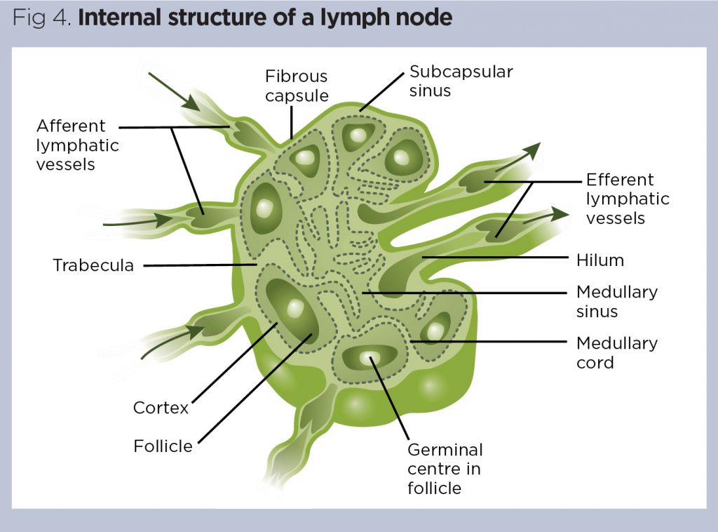 Lymph Node Follicle Anatomy