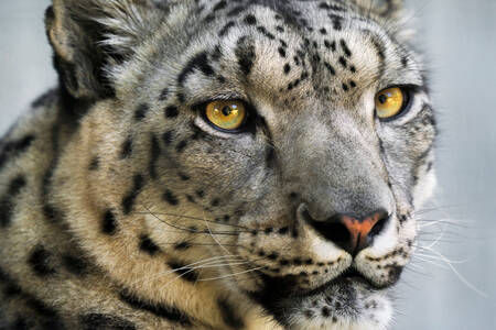 Snow leopard portrait