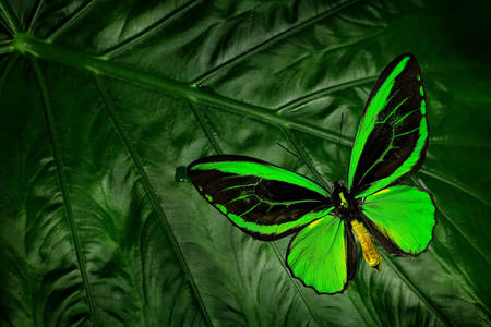 Ornithoptera euphorion