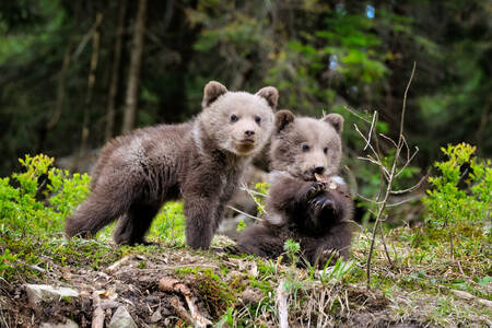 Brown bear cubs