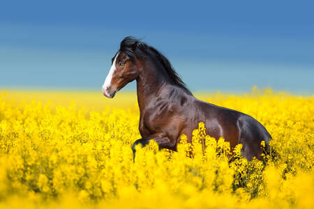 Caballo en el campo