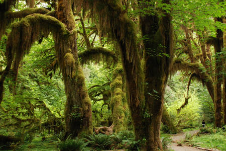 Spanish moss on trees