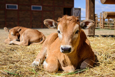 Vaches à la ferme