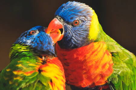 Rainbow lorikeets